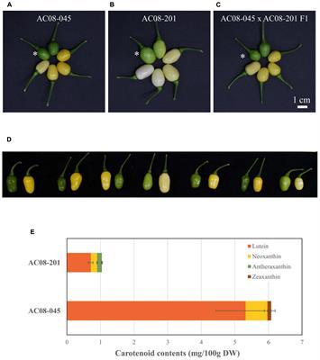 Candidate Gene Analysis Reveals That the Fruit Color Locus C1 Corresponds to PRR2 in Pepper (Capsicum frutescens)
